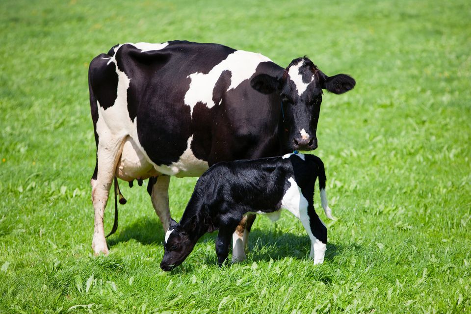Update: Farmers will be able to make more informed breeding decisions with a calving difficulty figure that's more specific to the animal being mated - ie whether the bull is mated to a heifer or a dairy cow