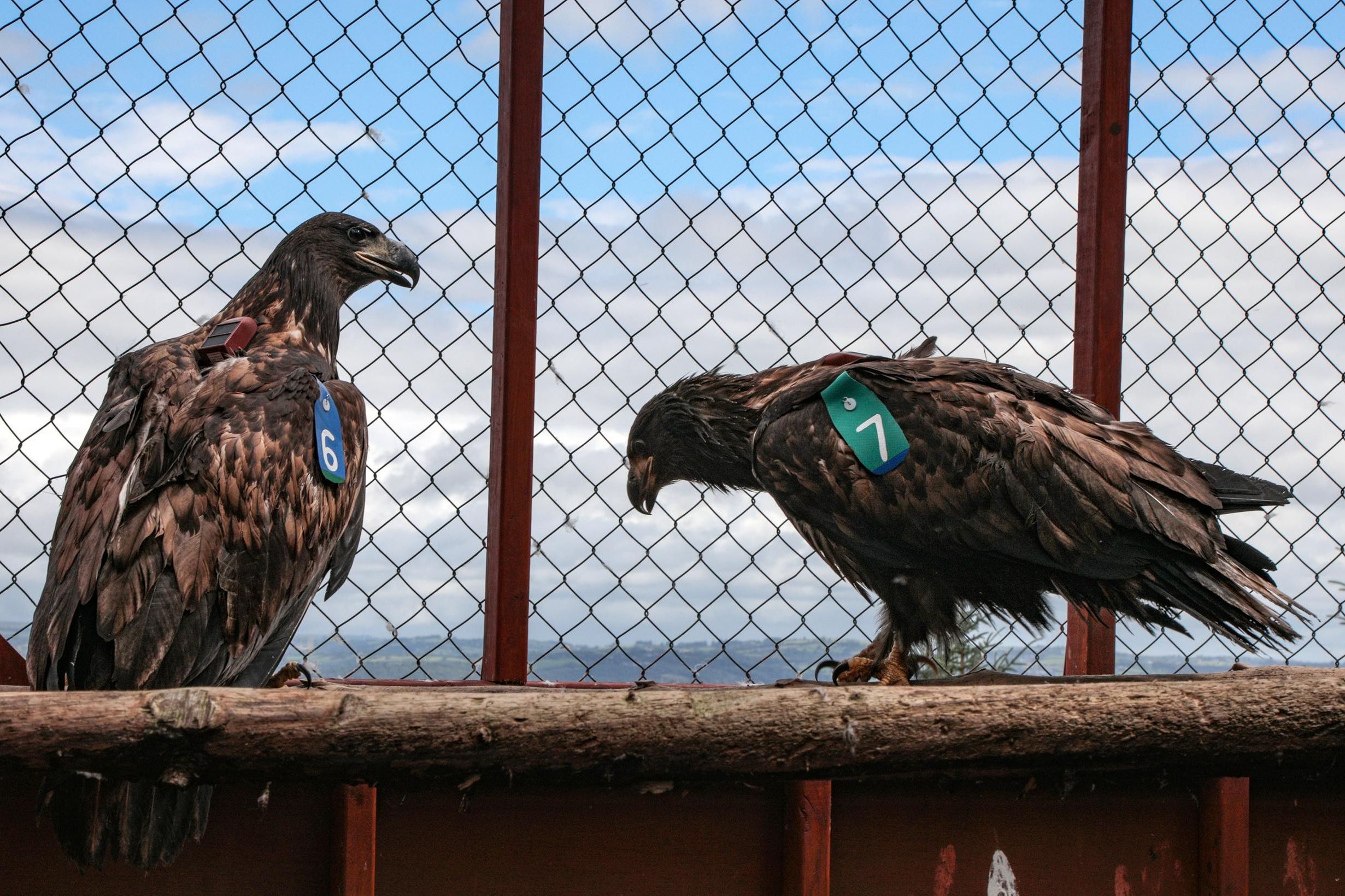 The eagles have landed: Chicks released to boost their population here | Independent.ie The eagles have landed: Chicks released... 