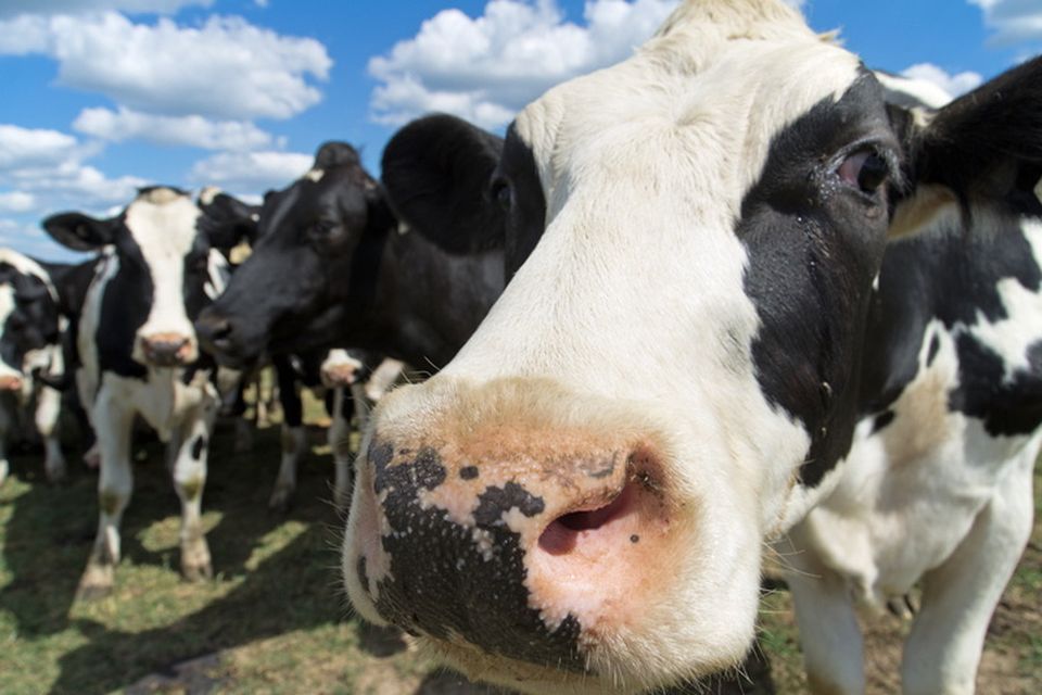 Intake of domestic milk by processors and co-ops was down 5.9pc on 2023. Photo: Getty Images