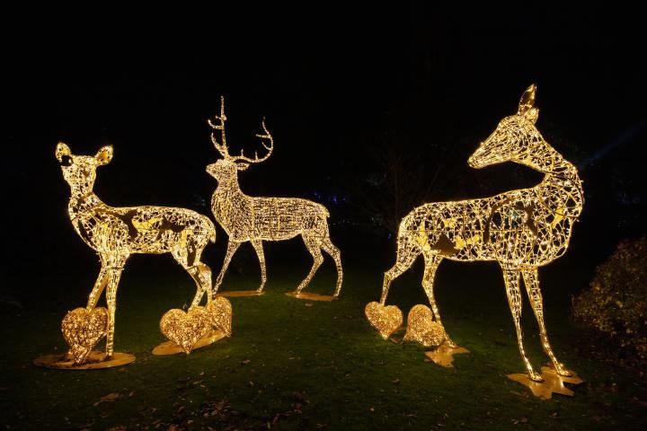 Wonderlights at Marlay Park