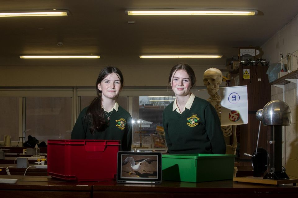 Balbriggan Loreto students prove that wearing red keeps the seagulls at ...