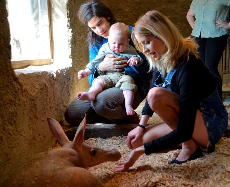 A heavily pregnant Peaches Geldof, her husband Thomas Cohen and their son Astala meet the Zoo's aardvarks during a visit to ZSL London Zoo on April 23, 2013 in London England. (Photo by ZSL London Zoo via Getty Images )
