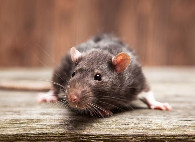 Rat droppings found on shop floor as rodent infestation among nine orders issued to food businesses in May