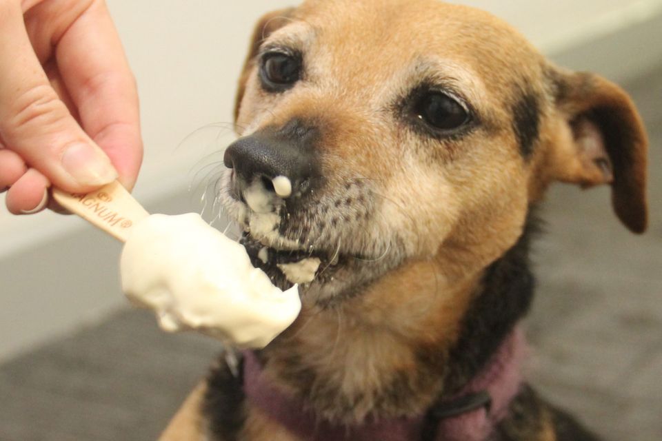 Is it bad to outlet give dogs ice cream