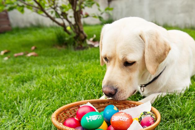 Dublin-based Gudog pet service sold