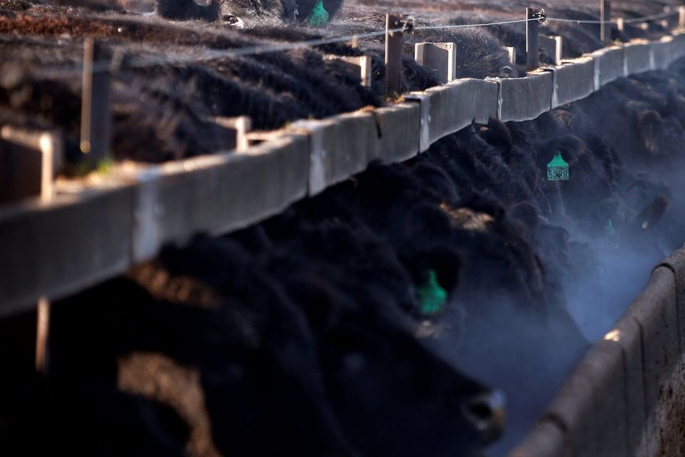 Black Angus bulls are pictured at Tasmania's largest cattle feedlot located at Powranna on the outskirts of Launceston. (REUTERS/David Gray)
