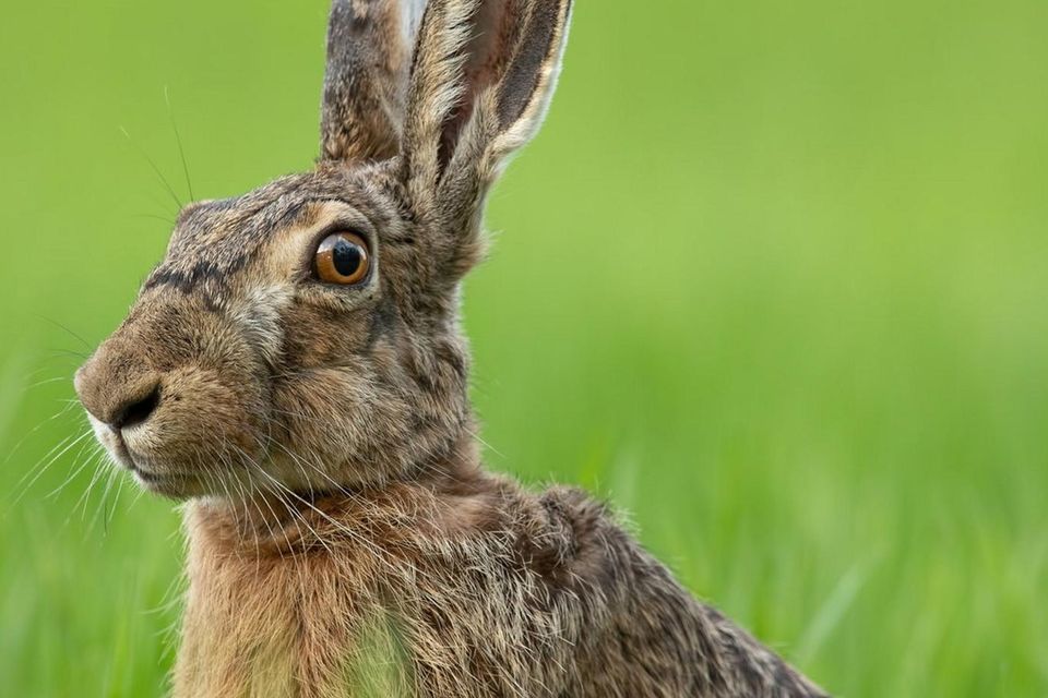 Run like the wind oh elegant hare, symbol of Easter | Irish Independent