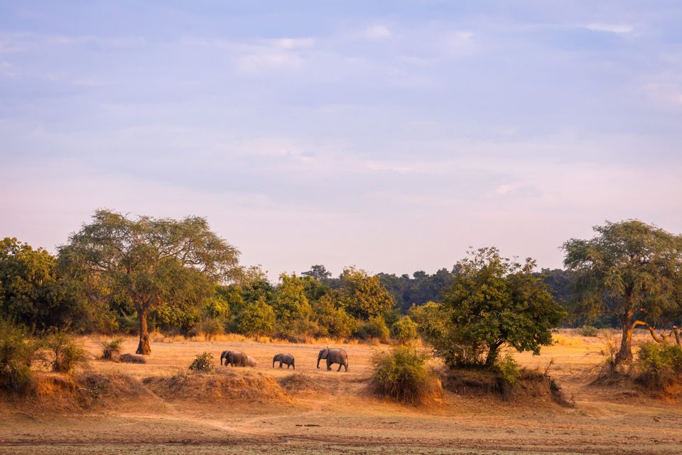 Malawi: wilderness parks and game reserves are thriving there again