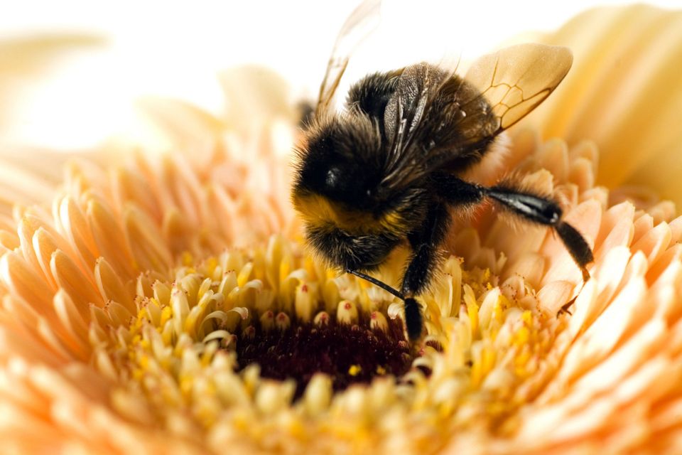 Bad buzz: Since 2012, Ireland has lost 17pc of its bumblebee population