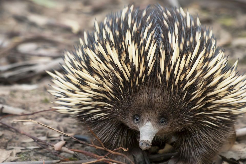 Echidnas also perform belly flops to keep cool. Photo: Getty Images