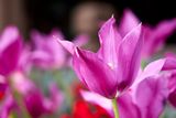 thumbnail: Tulipa humilis 