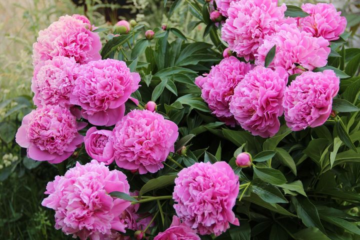 Diarmuid Gavin: Leave the lawn alone and tackle these garden jobs instead