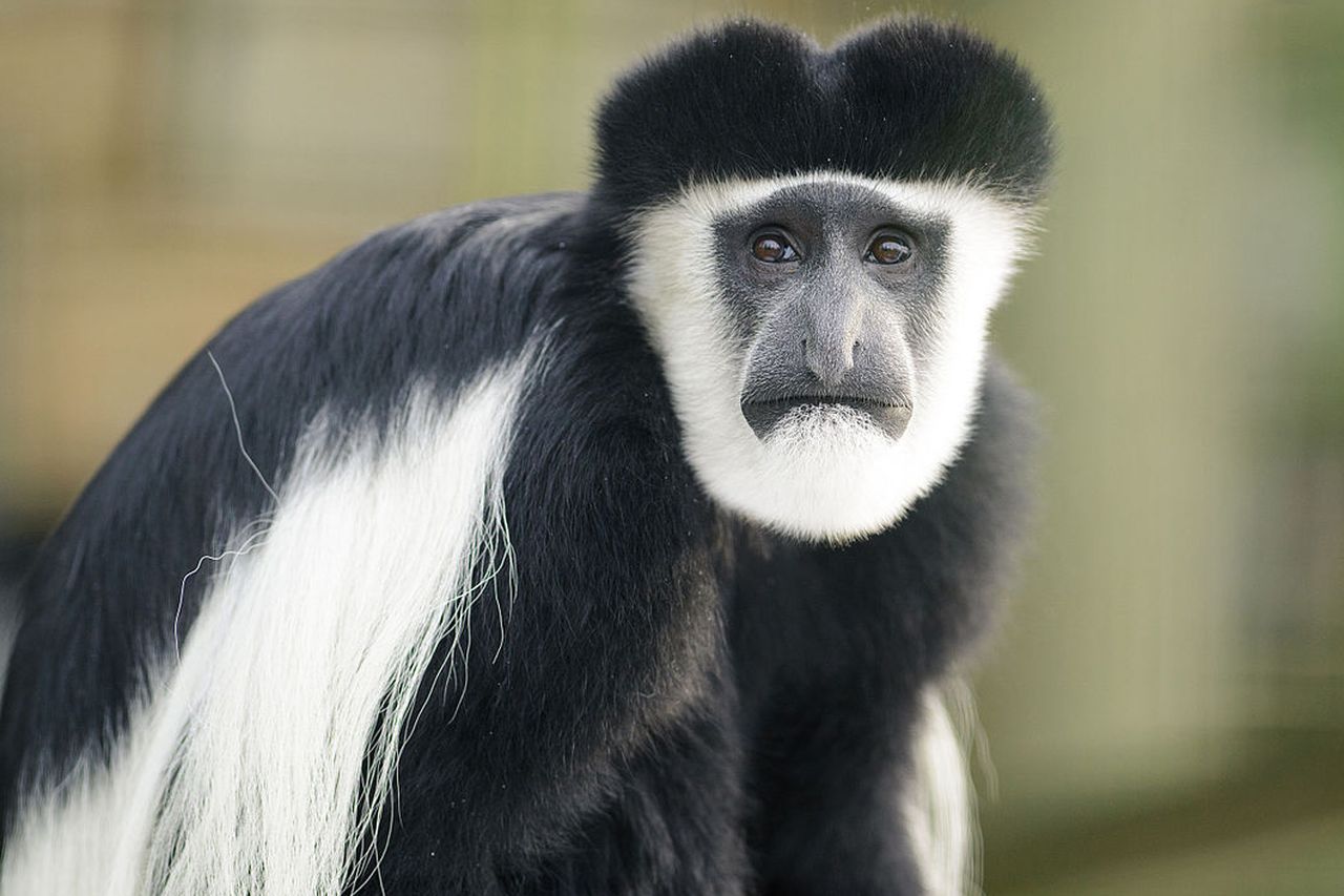 Colobus Monkey, Our Animals