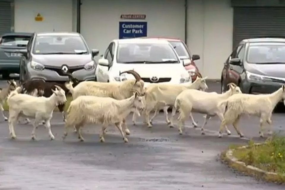 The randy old goats of Ennis