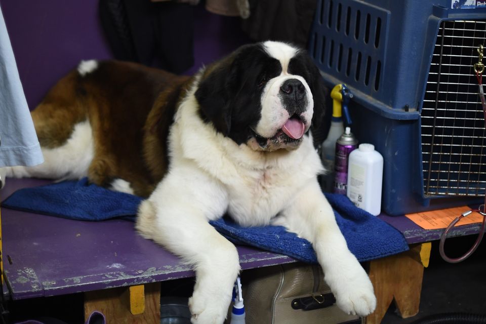 St bernard westminster hot sale dog show 2018