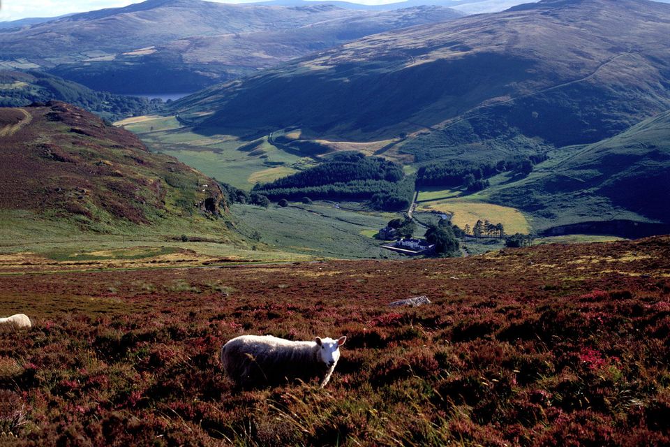 The Wicklow Mountains are vast and sparsely populated