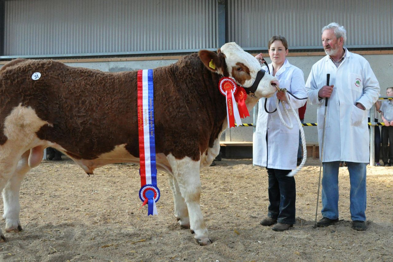 Towerhill herd hits the heights in Tullamore (champion sold for €6,600