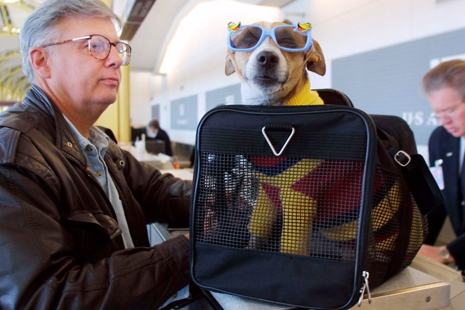 F. Andy Messing Jr. checks in at an airline counter with his pet "Dick the Dog" for a flight to St. Petersburg, Florida. File Photo: Manny Ceneta/Getty Images
