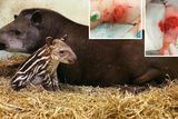 thumbnail: The two-year-old girl sustained multiple injuries in the attack by the plant-eating animal, including laceration of the forearm and multiple perforating wounds to her stomach, the Irish Medical Journal reports. Pictured: Rio the tapir and (inset) the girl's injuries