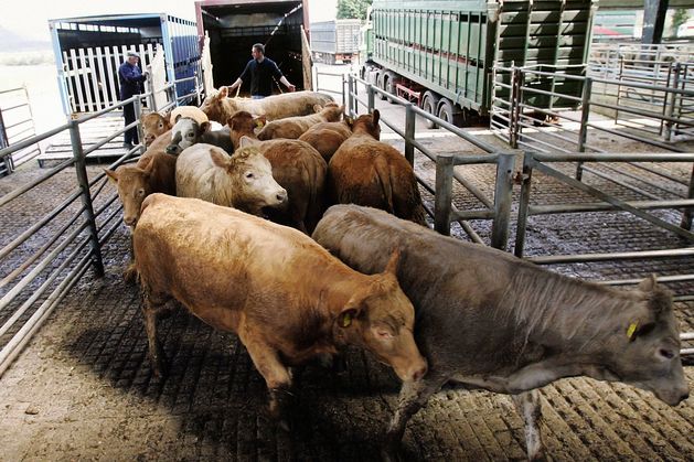 Beef farmers warned to brace for bigger tax bills as incomes surge