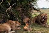 thumbnail: A Lion family at Great Plains Duba Expedition Camp, Botswana.  PA Photo/Sarah Marshall.