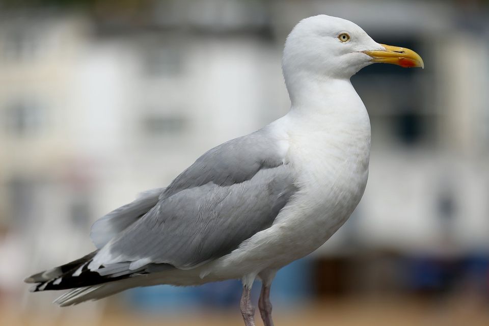 Local fisherman in Trouville-sur-Mer say the gulls regularly dive bomb them on their trawlers but they can do nothing as the gulls have been a protected species since 2009 (Stock image)