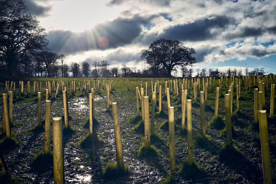 New forestry planting remains at an all time low. Image Getty.