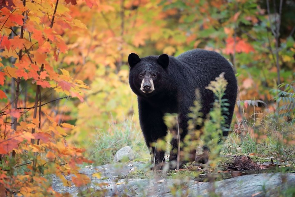 Stock photo of a bear.  Photo: Getty