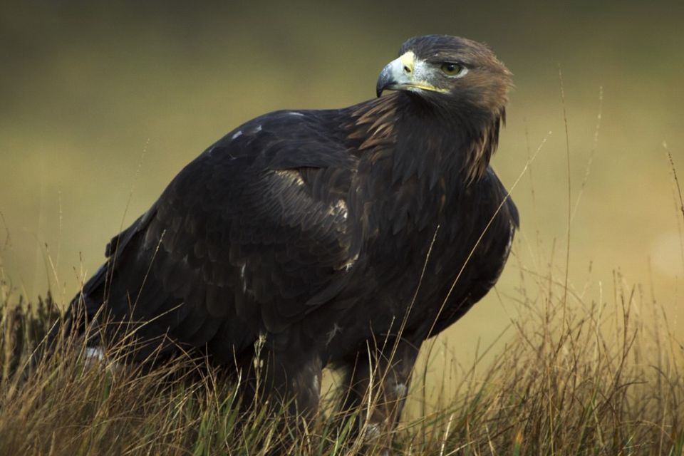The Golden Eagle. Credit: Eire Fhiain / TG4