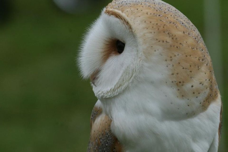 Remembering When: Two Owl Nests On Bridges