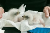 thumbnail: The two fledglings have yet to be named.