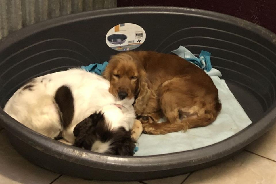 A Cocker and the Springer Spaniel having some rest at Wicklow Animal Welfare.