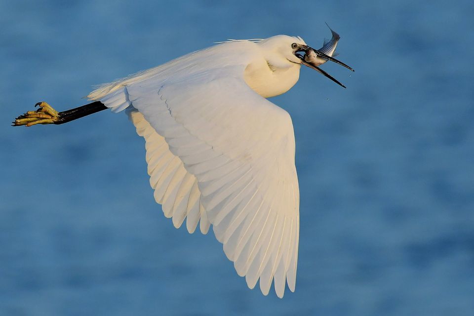 Pat Somers was shortlisted in the Wildlife and the Coast category for his image Little Egret and Mullet taken in Ferrybank, Co Wexford.