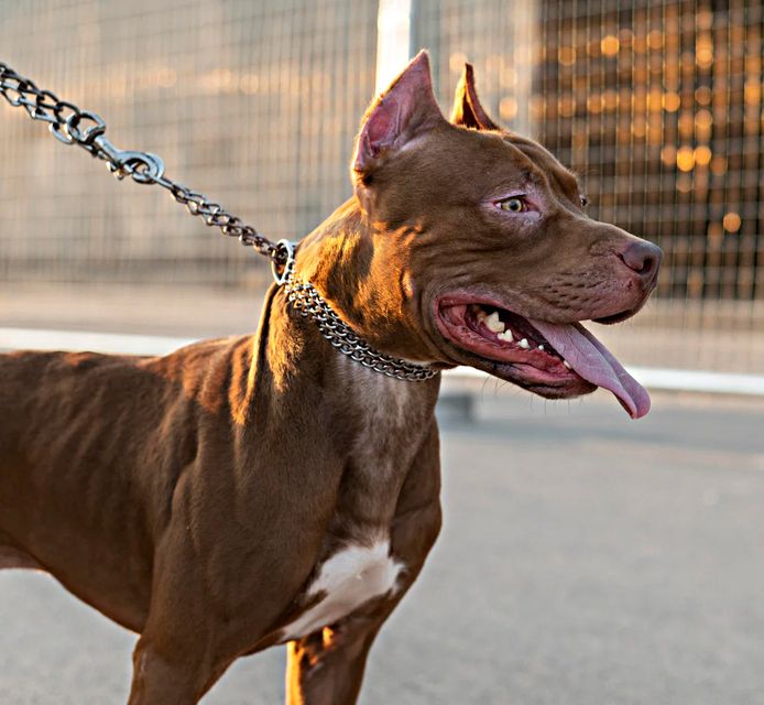 An American Bully
