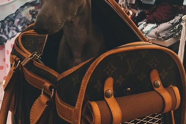 Louis Vuitton Dog -  Ireland