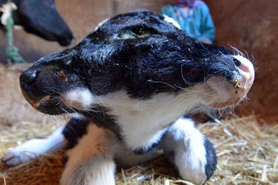 A two-headed calf, named Sana Saida (Happy New Year in Arabic) is seen in the Moroccan village of Sefrou, 20 kilomtres from the moutainous town of Fez on January 3, 2014. The calf was born on 30 December, 2013