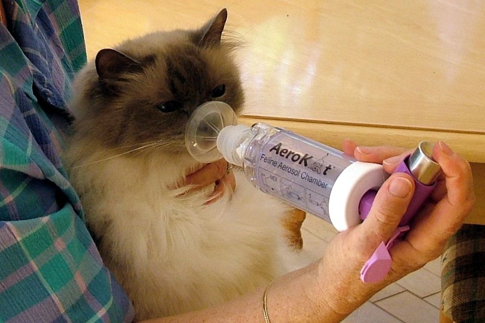 A cat under treatment (photo: Trudell Medical International)