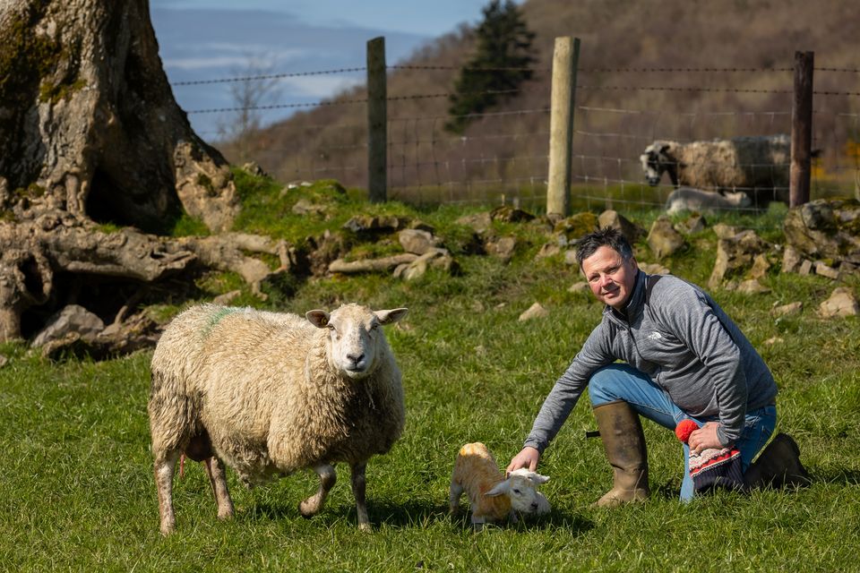 John Fagan onhis Westmeath farm with newly born lambs. Photo: Tom O'Hanlon