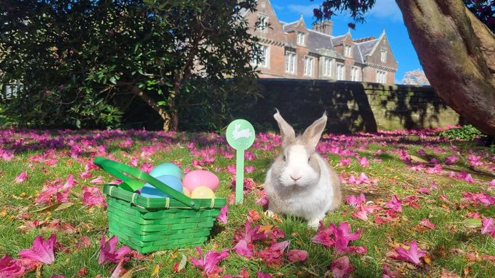 Easter in Wexford: Where to hunt for Easter eggs, catch live gigs and comedy and take part in Easter camps