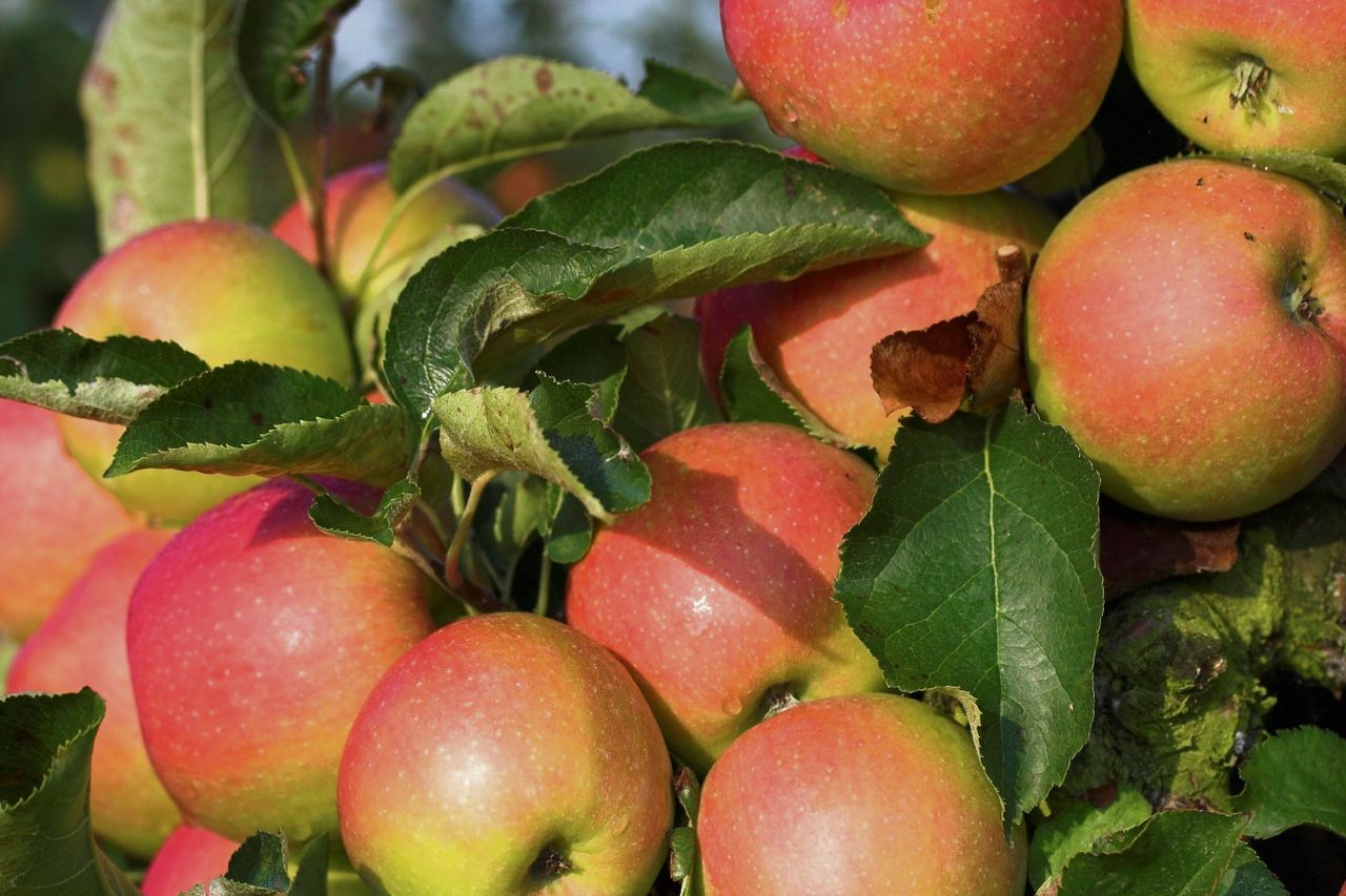 An apple a day is actually an aphrodisiac for women Irish