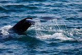 thumbnail: A humpback whale off the Cork coast. Photo: Whale Watch West Cork