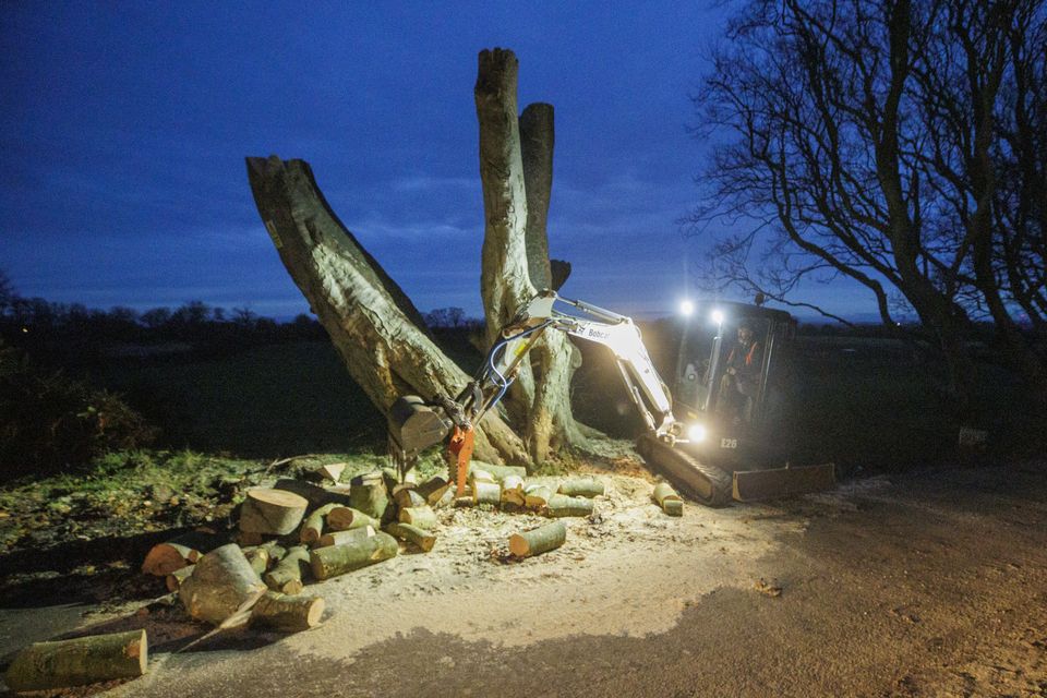 Un certain nombre d'arbres ont été abattus en raison de problèmes de sécurité plus tôt cette année (Liam McBurney/PA)