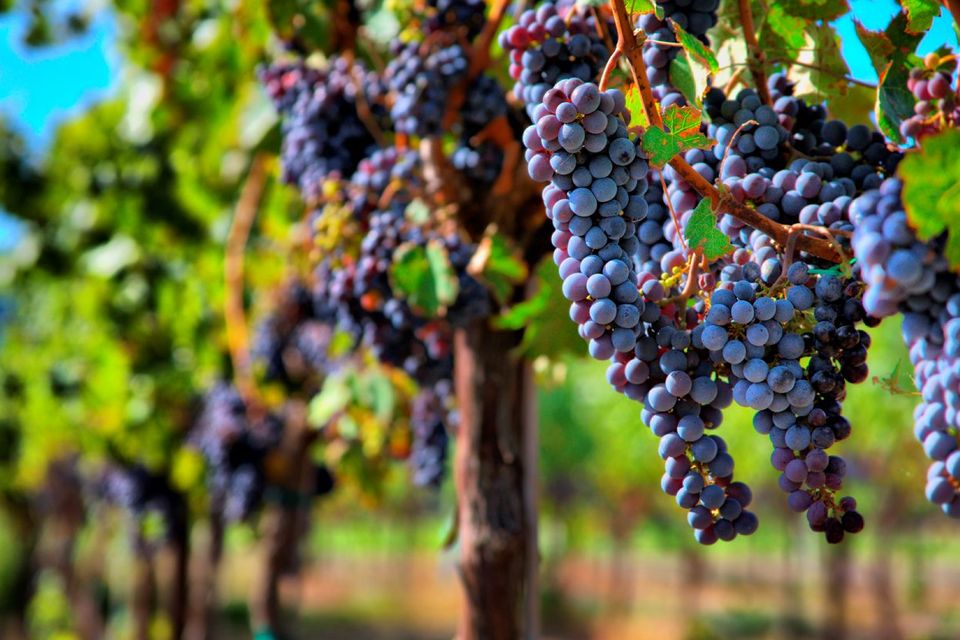 Merlot Grapes in a vineyard. Photo: Deposit