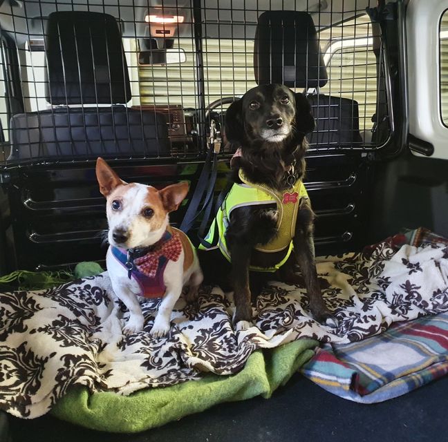 Ziggy and Dooey in the back of the Suzuki Jimny before being strapped in