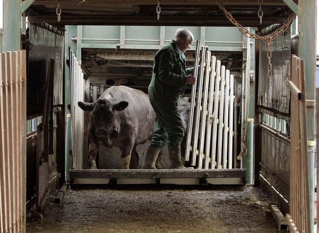 Farmers being priced out of the market for light stores as shippers dominate