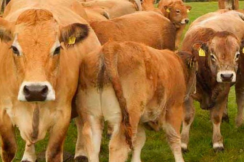 An Aubrac herd is ideally suited to a social farming setting, says Michael Heslin