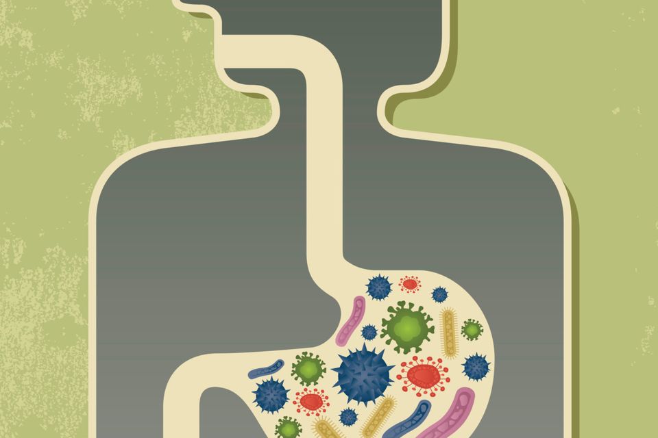 The gut is the body's sensitive 'second brain'