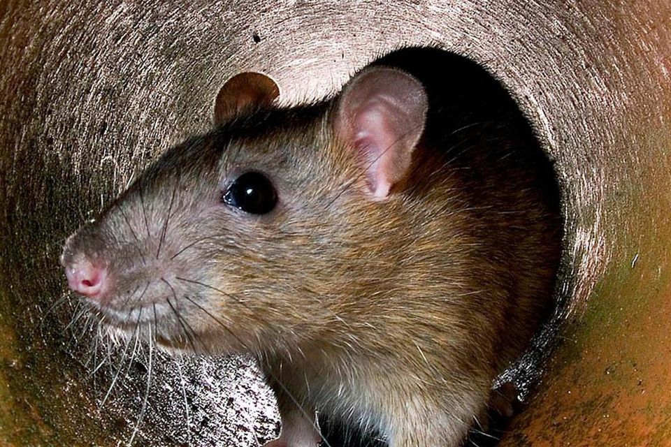How to Keep Rats & Mice Away from Your Home This Autumn