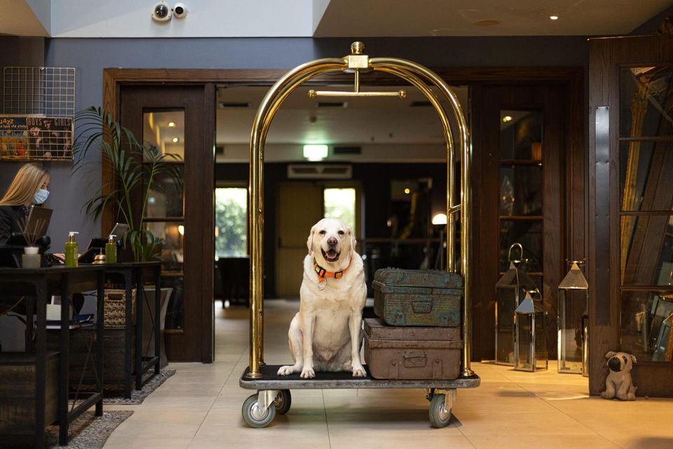 Casper the Dog at the Twelve Hotel. Picture: Julia Dunin