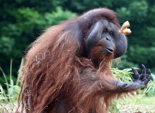 「たくさんの涙が流れた」－ダブリン動物園で40年ぶりに死去した「生意気な」オランウータン、シブを職員が思い出す